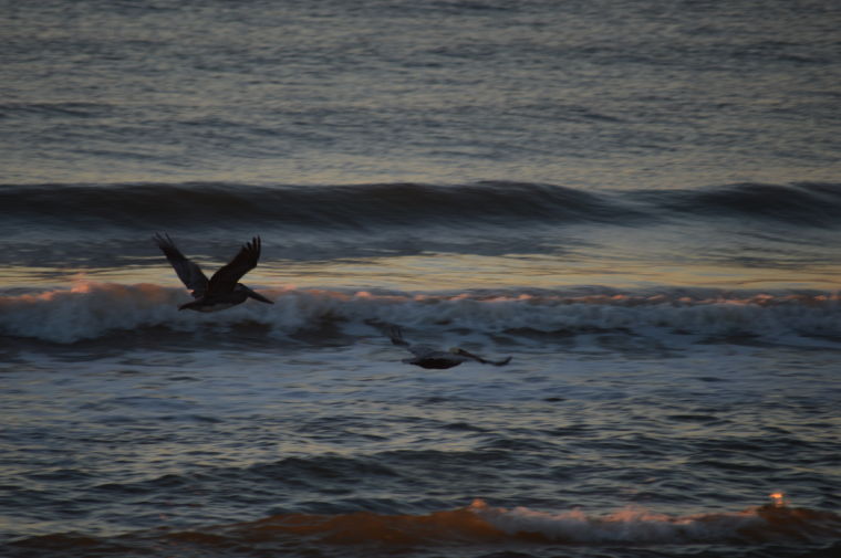 Pelicans at sunrise